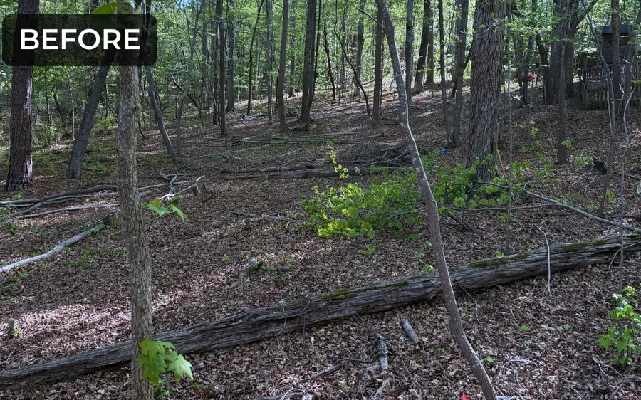 Wooded acreage before mulching