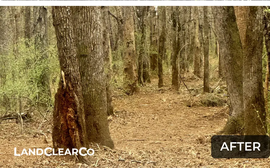 Same wooded lot after mulching