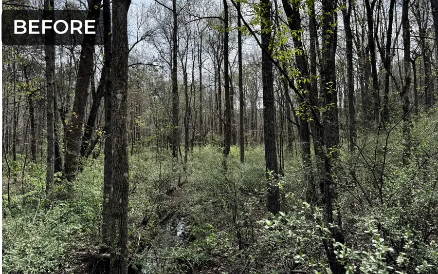 Wooded lot before mulching