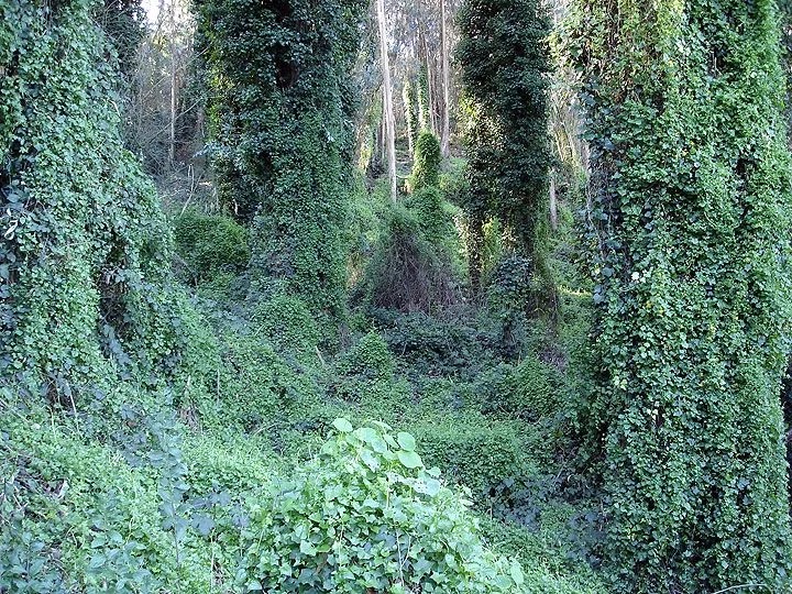 English ivy covering trees and ground on a North Carolina property